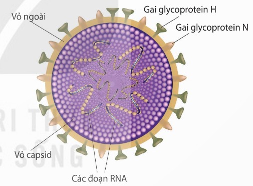 Cấu tạo của virus cúm A (Ảnh Sách KNTT)