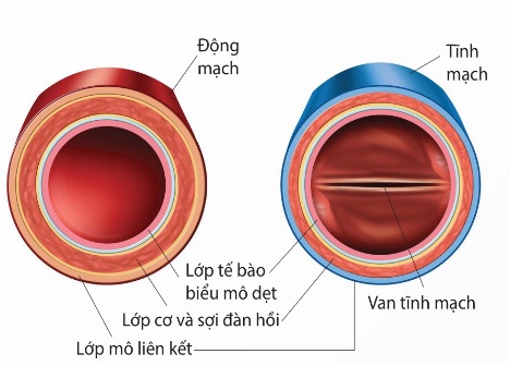 Cấu tạo động mạch và tĩnh mạch (Ảnh Sách KNTT)