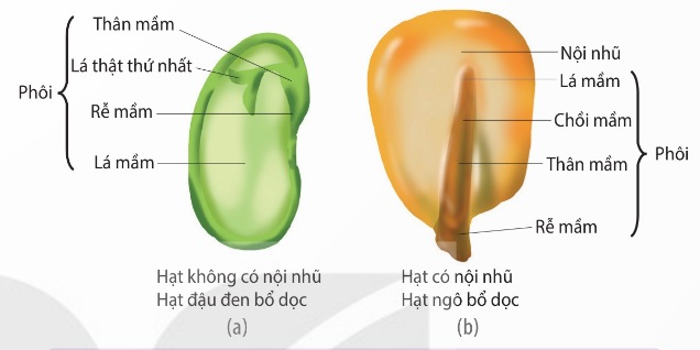 Cấu tạo hạt không có nội nhũ và hạt có nội nhũ (Ảnh Sách KNTT)