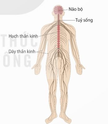 Cấu tạo hệ thần kinh ống ở người (Ảnh Sách KNTT)