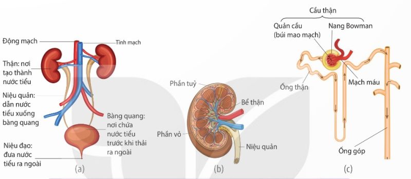 Cấu tạo hệ tiết niệu (a); Cấu tạo thận bổ dọc (b); Cấu tạo một nephron (c) (Ảnh Sách KNTT)