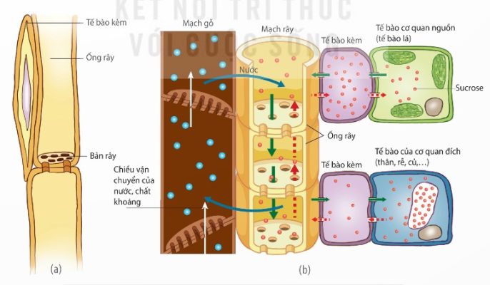Cấu tạo mạch rây (a) và chiều vận chuyển các chất trong mạch rây (b) (Ảnh sách KNTT)