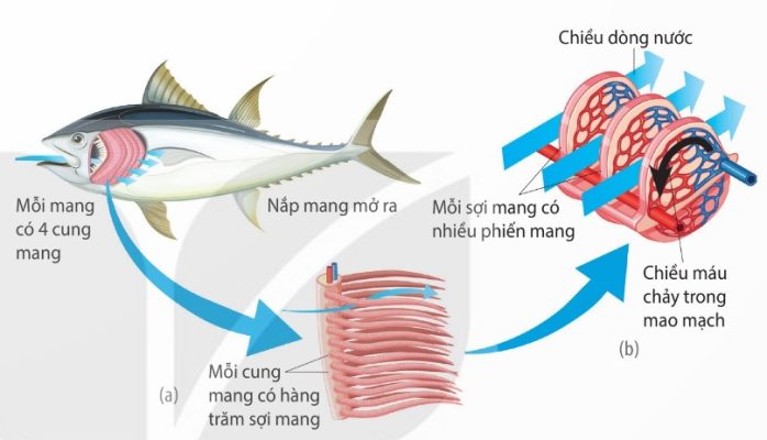Cấu tạo mang Cá xương (a), hiện tượng dòng chảy song song và ngược chiều (b) (Ảnh Sách KNTT)
