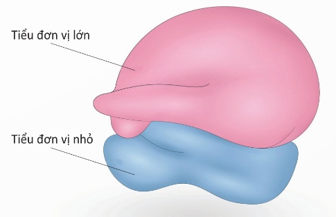 Cấu tạo ribosome
