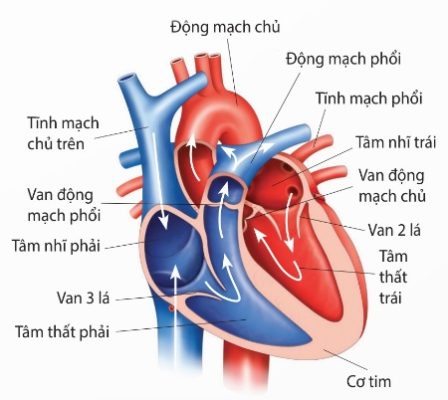 Cấu tạo tim người và Thú (Ảnh Sách KNTT)