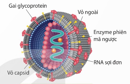 Cấu tạo virus HIV