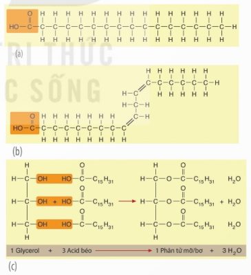 Cấu trúc acid béo no, không no, triglyceride (Ảnh Sách KNTT)
