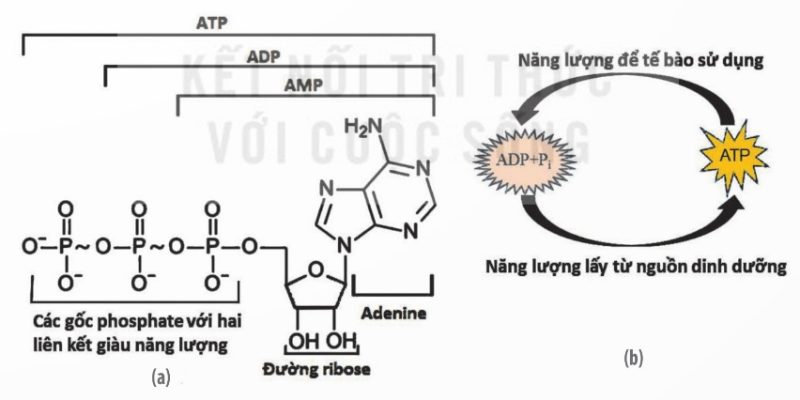 Cấu trúc ATP (a) và chu trình ATP trong tế bào sống (b)