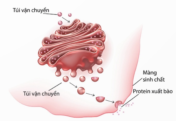 Cấu trúc bộ máy Golgi
