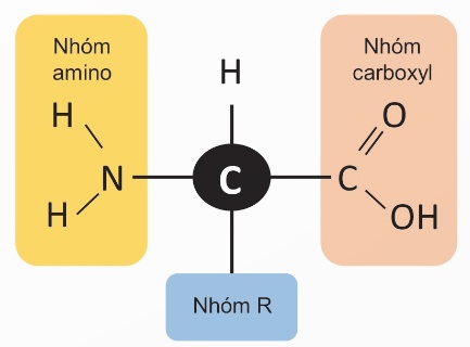 Cấu trúc chung amino acid