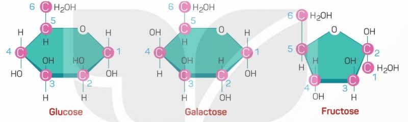 Cấu trúc glucose, galactose, fructose (Ảnh Sách KNTT)