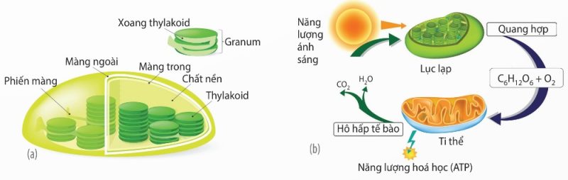 Cấu trúc lục lạp và mối quan hệ lục lạp – ti thể