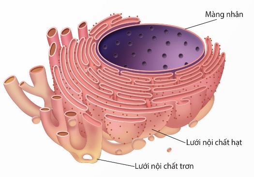 Cấu trúc lưới nội chất