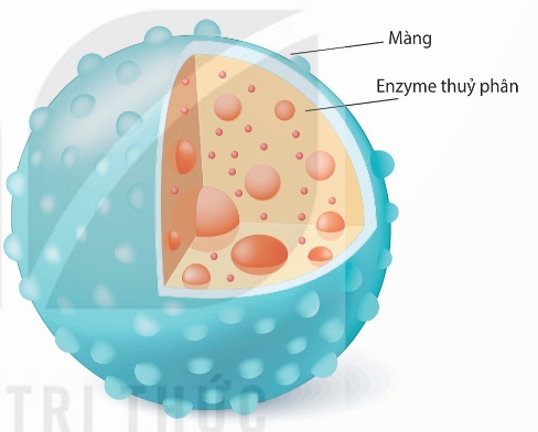 Cấu trúc lysosome (Ảnh Sách KNTT)