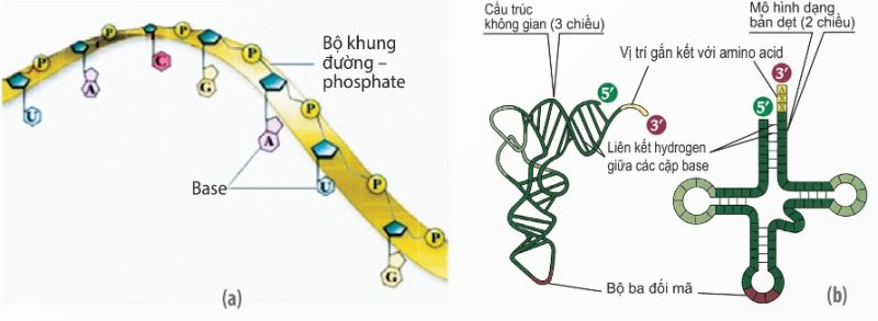 Cấu trúc mRNA và tRNA