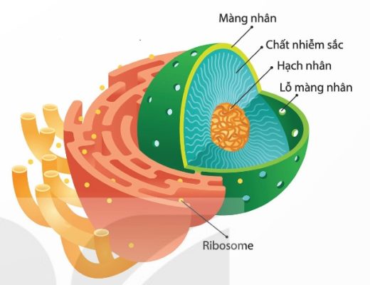 Cấu trúc nhân tế bào (Ảnh Sách KNTT)