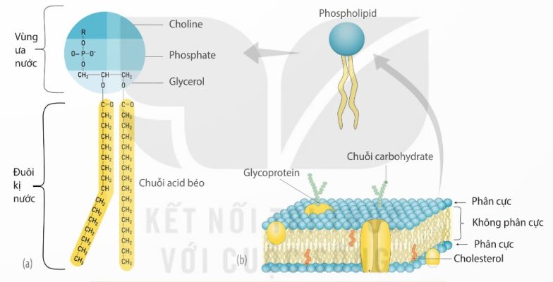 Cấu trúc phospholipid và màng tế bào