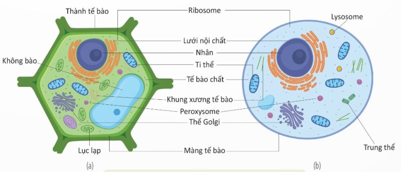 Cấu trúc tế bào thực vật (a) và tế bào động vật (b) (Ảnh Sách KNTT)