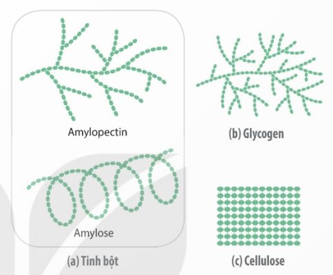 Cấu trúc tinh bột, glycogen, cellulose (Ảnh Sách KNTT)