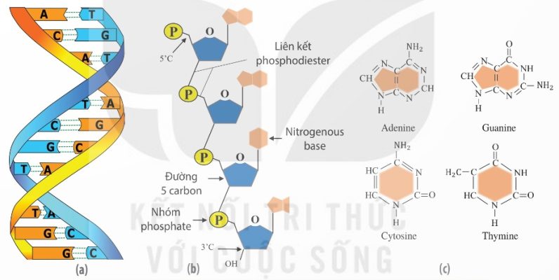 Cấu trúc xoắn kép DNA, nucleotide, các base