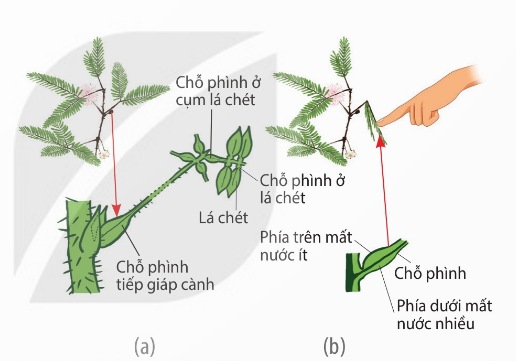 Cây trinh nữ bình thường (a) và cụp lá khi bị kích thích cơ học (b) (Ảnh Sách KNTT)