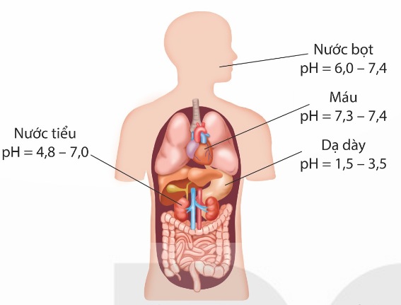 Chỉ số pH của các dịch trong cơ thể (Ảnh Sách KNTT)