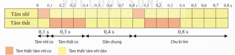 Chu kì hoạt động của tim (Ảnh Sách KNTT)