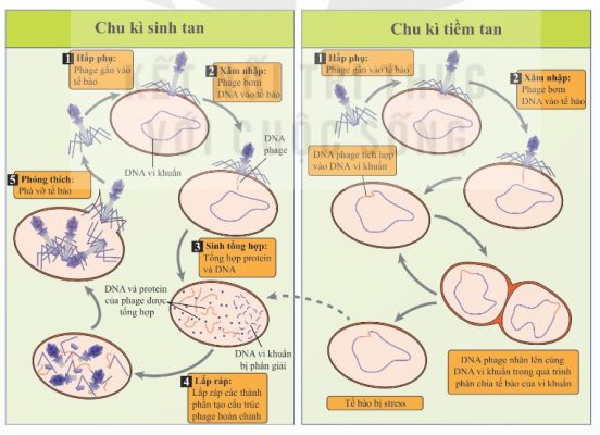 Chu kì sinh tan và tiềm tan của thể thực khuẩn