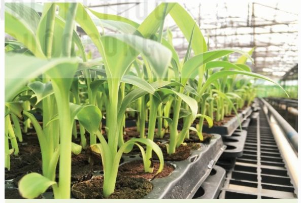 Chuối được nhân giống số lượng lớn bằng nuôi cấy mô (Ảnh Sách KNTT)