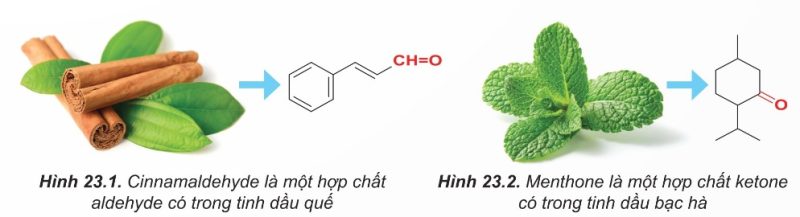 Cinnamaldehyde (aldehyde trong tinh dầu quế) và Hình 23.2 - Menthone (ketone trong tinh dầu bạc hà)