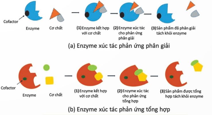 Cơ chế hoạt động enzyme theo 3 giai đoạn (phản ứng phân giải và tổng hợp) (Ảnh Sách KNTT)