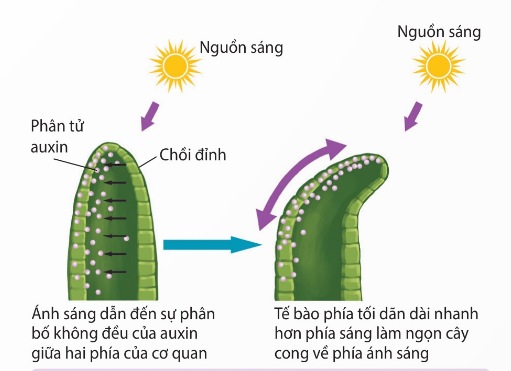 Cơ chế hướng sáng dưới tác dụng của auxin (Ảnh Sách KNTT)