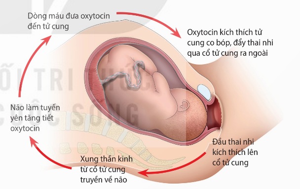 Cơ chế sinh con (Ảnh sách KNTT)