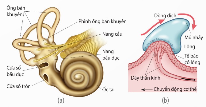 Cơ quan tiền đình (a) và tấm tế bào cảm giác trong các phình ống bán khuyên (b)