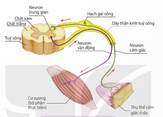 Cung phản xạ tủy (Ảnh Sách KNTT)