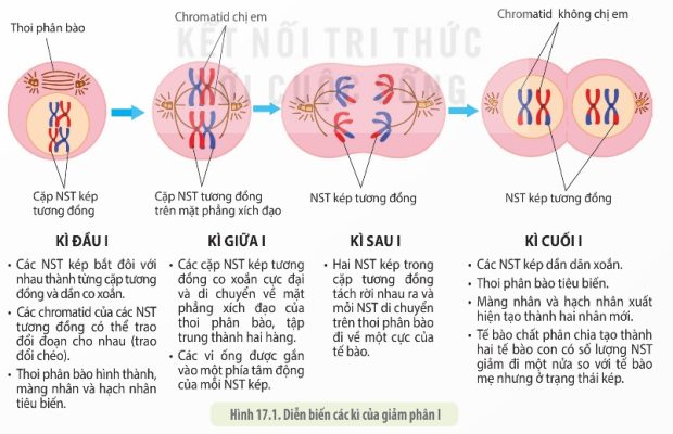 Diễn biến các kì của giảm phân I