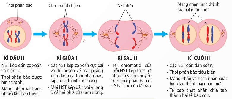 Diễn biến các kì của giảm phân II