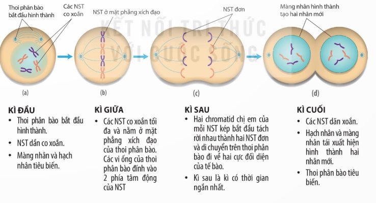 Diễn biến các kì của nguyên phân (Ảnh Sách KNTT)