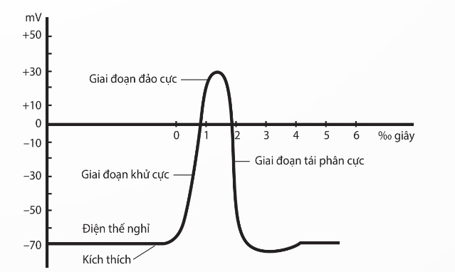 Đồ thị điện thế hoạt động trên màn hình máy dao động kí điện tử (Ảnh Sách KNTT)