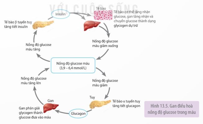 Gan điều hòa nồng độ glucose trong máu (Ảnh Sách KNTT)