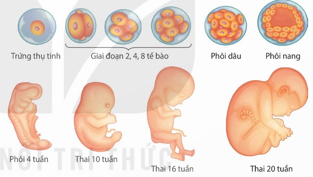Giai đoạn phôi thai ở người