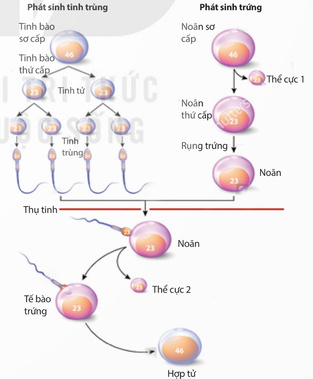 Giảm phân hình thành tinh trùng, trứng và thụ tinh tạo hợp tử ở người (Ảnh Sách KNTT)