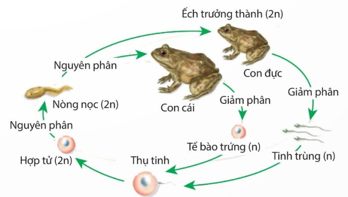 Giảm phân, thụ tinh kết hợp nguyên phân duy trì bộ NST 2n (ví dụ ếch) (Ảnh Sách KNTT)