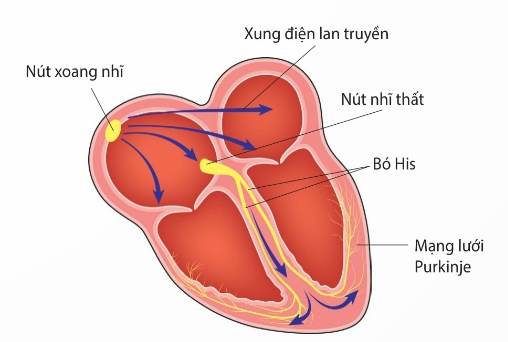 Hệ dẫn truyền tim (Ảnh Sách KNTT)