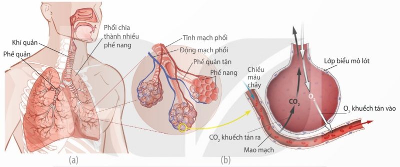 Hệ hô hấp của người (a), phế nang và trao đổi khí ở phế nang (b) (Ảnh Sách KNTT)