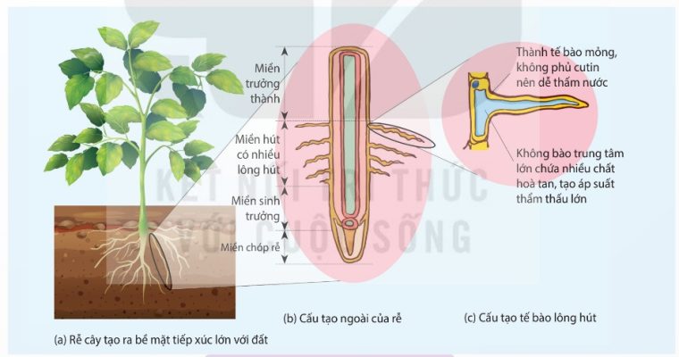 Hệ rễ với các tế bào lông hút gồm 3 phần: (a) Rễ cây tạo bề mặt tiếp xúc lớn với đất, (b) Cấu tạo ngoài của rễ, (c) Cấu tạo tế bào lông hút (Ảnh sách KNTT)