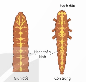 Hệ thần kinh chuỗi hạch ở giun đốt và côn trùng (Ảnh Sách KNTT)