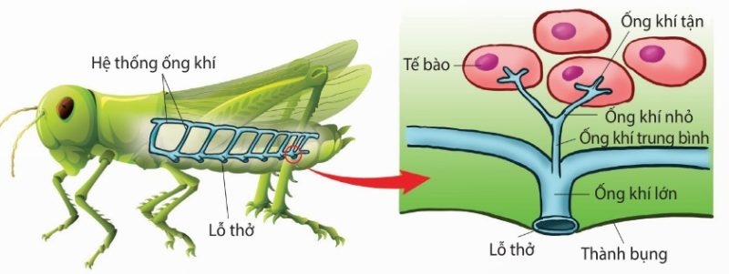 Hệ thống ống khí ở côn trùng (Ảnh Sách KNTT)