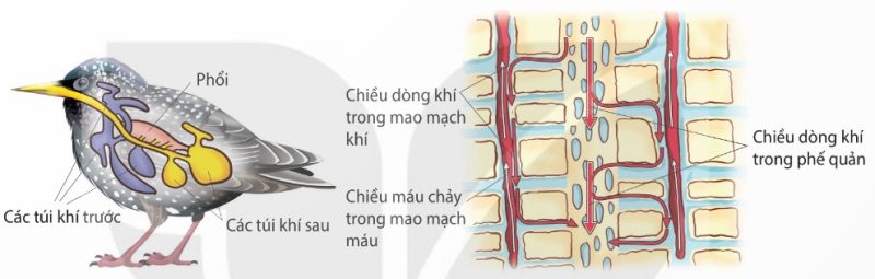 Hệ thống túi khí và cấu tạo của một phần phổi chim (Ảnh Sách KNTT)