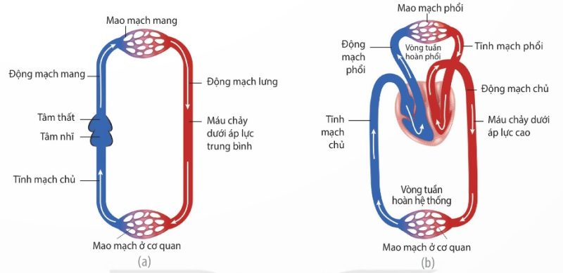 Hệ tuần hoàn đơn ở Cá xương (a) và hệ tuần hoàn kép ở Thú (b) (Ảnh Sách KNTT)